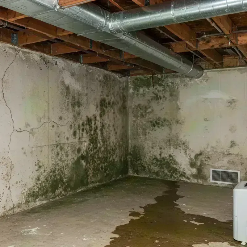 Professional Mold Removal in Englewood, NJ